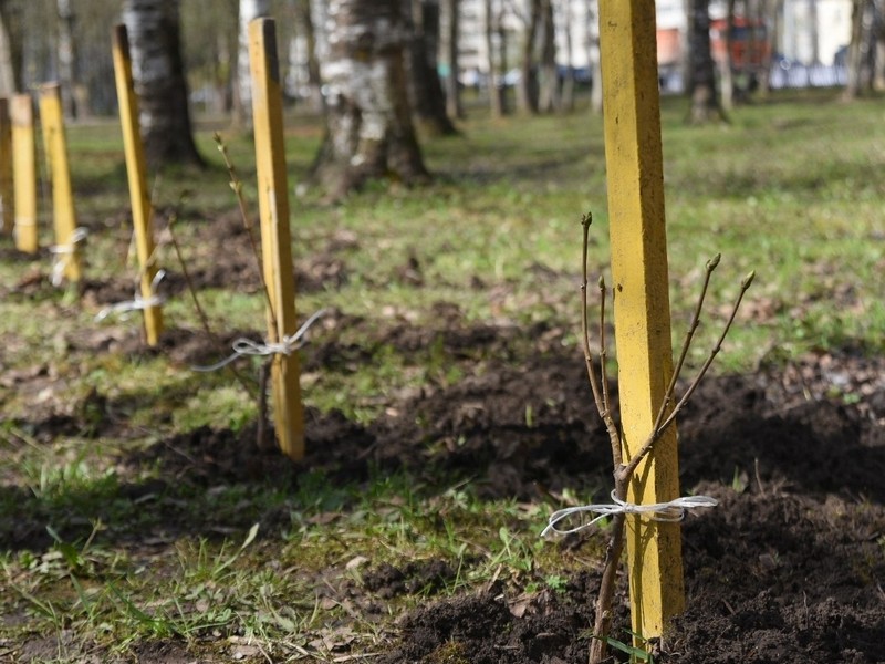 Старт весенним посадкам деревьев будет дан в Вологде в рамках Международного экологического форума.