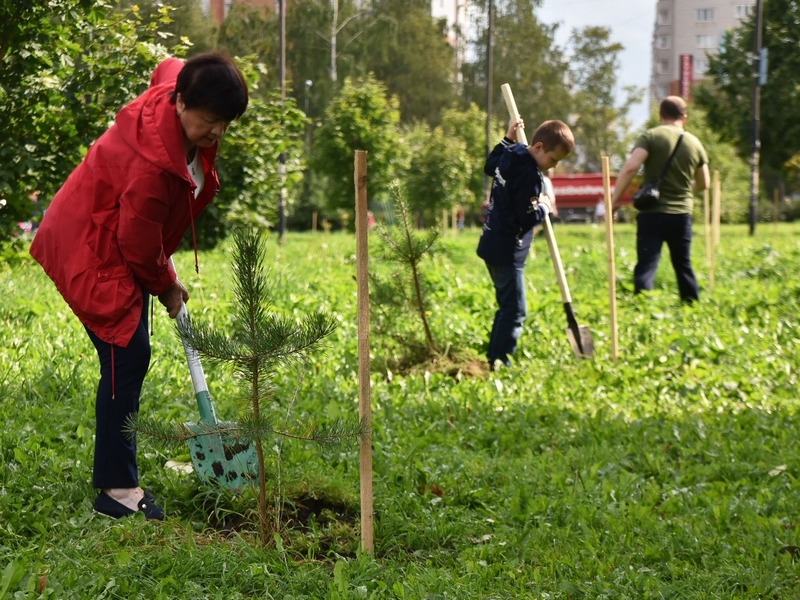 В Вологде начинают поступать заявки от жителей на новый сезон посадки деревьев